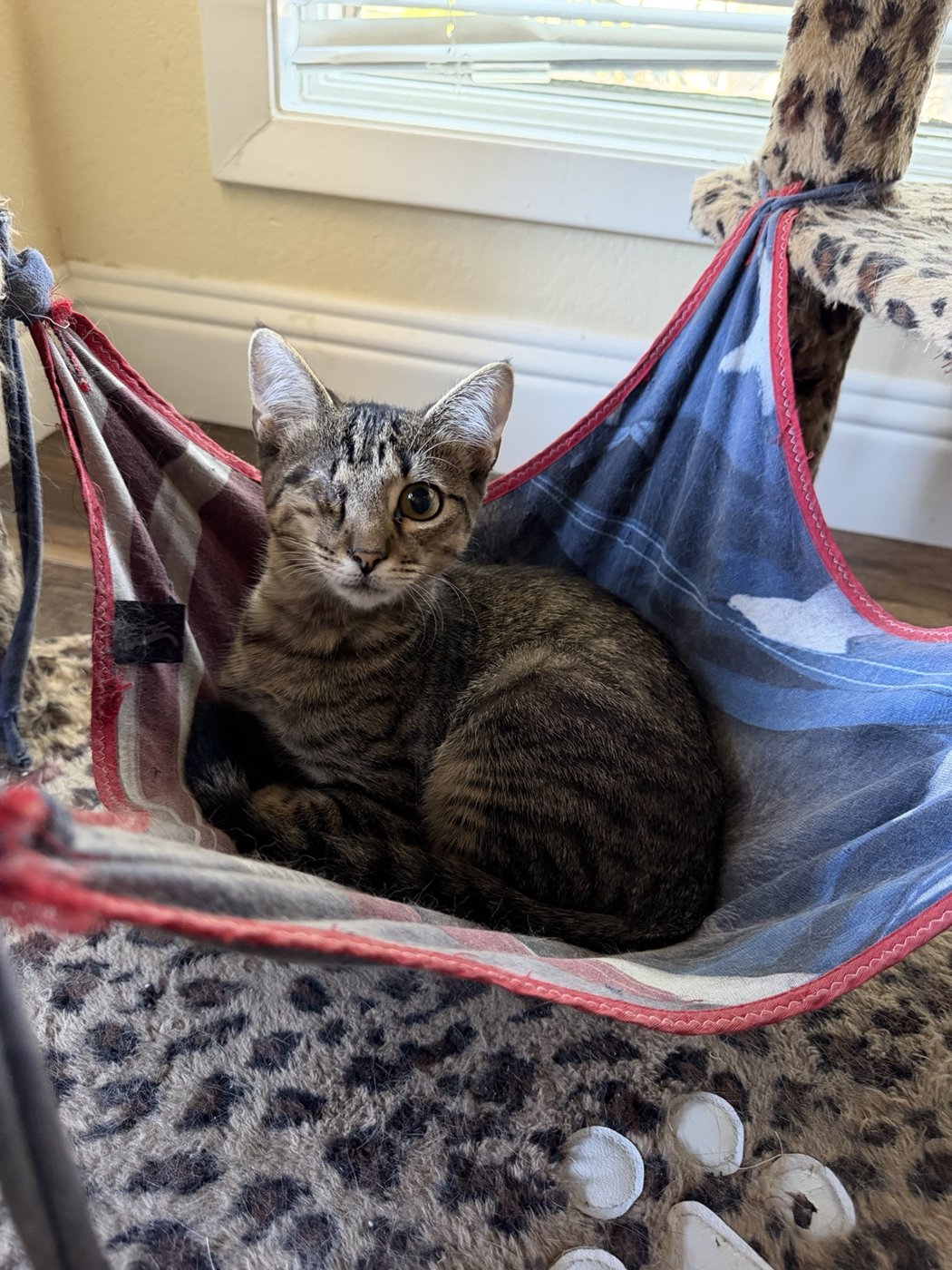 Merlin resting in a hammock after eye removal surgery
