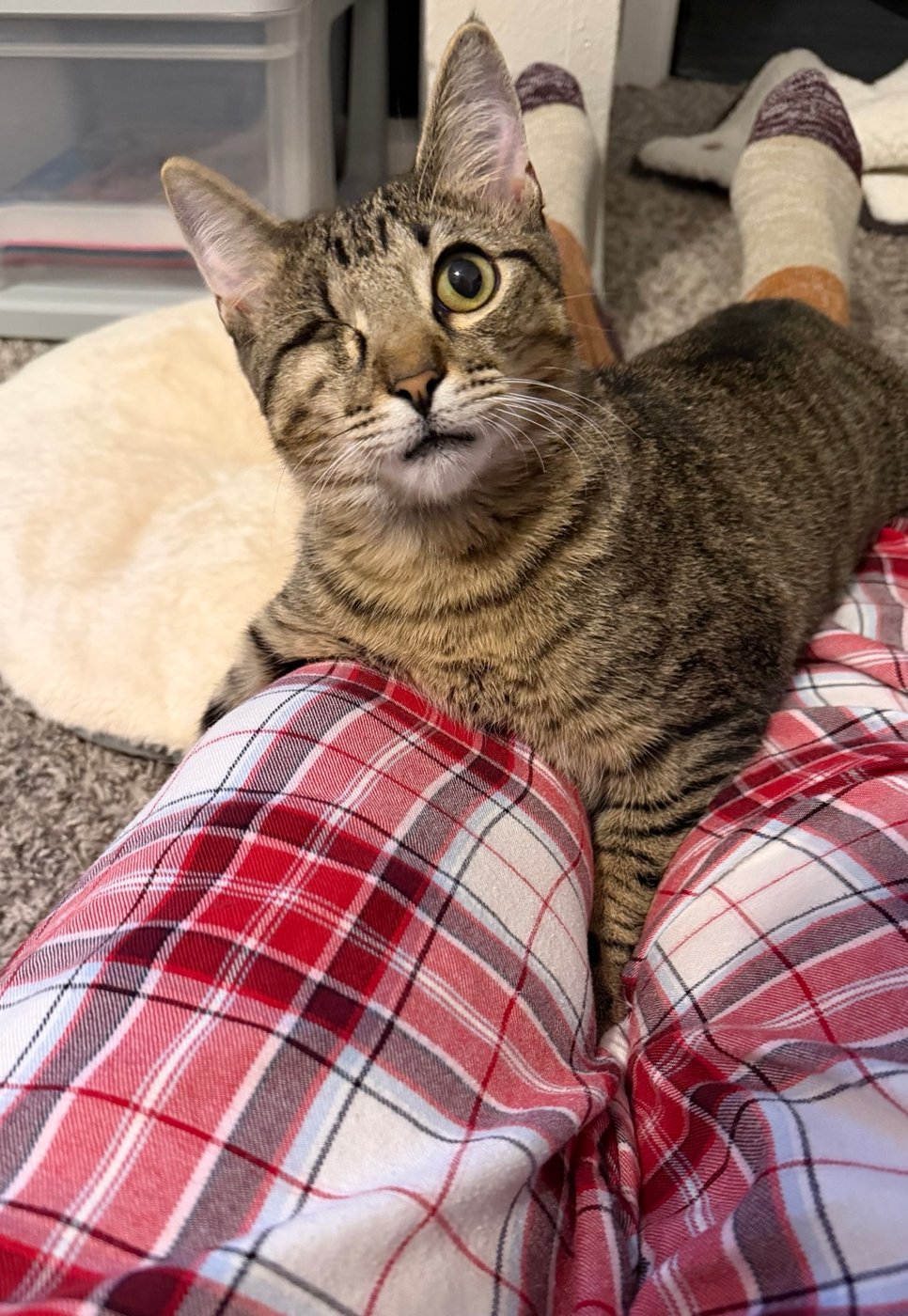 Merlin in his forever home, with his eye closed after surgery