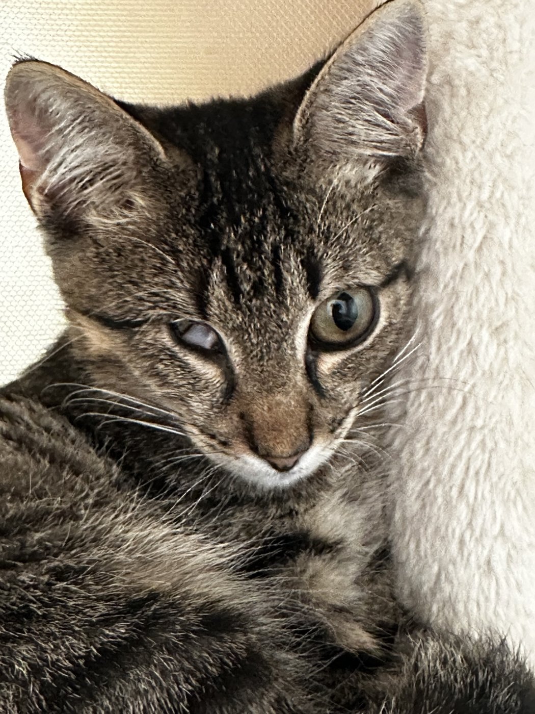 Merlin before eye removal surgery, with the injured eye still present